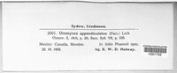 Uromyces appendiculatus image